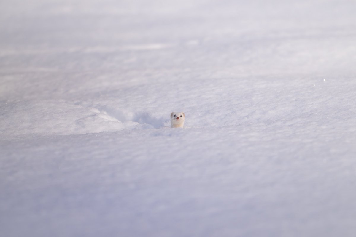 こーちゃ tweet media