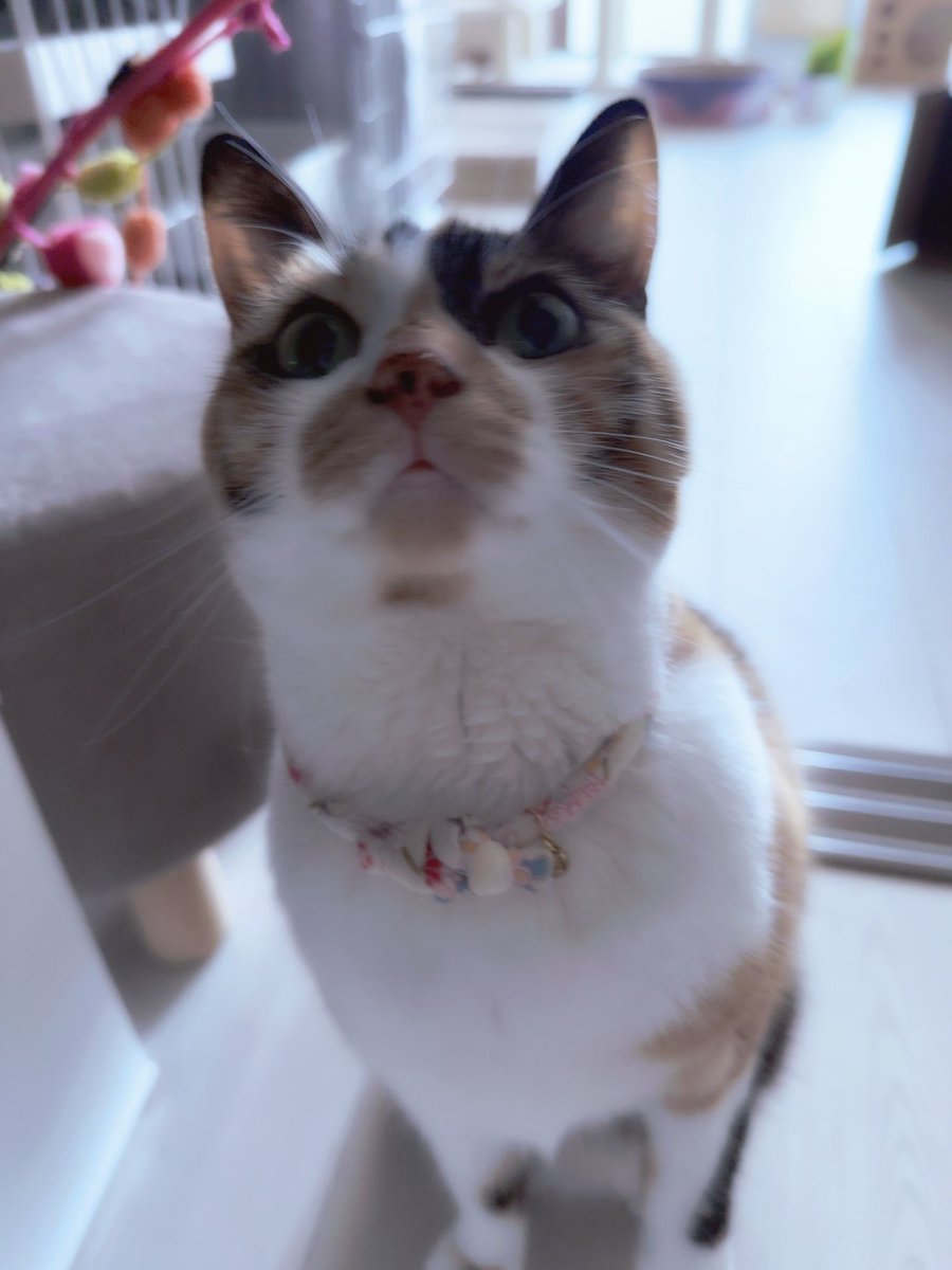 mananyan♡ tweet media