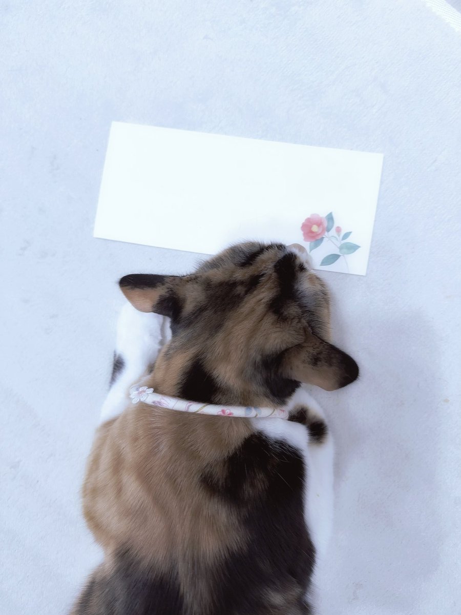 mananyan♡ tweet media