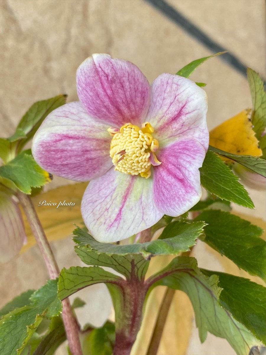 ドラフトお迎えその⑥ 大木さんのクリスマスローズ ブラウン