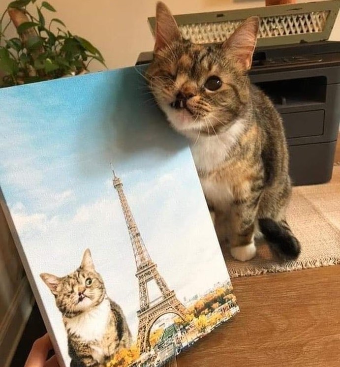 Punch Cat (@punchingcat) on Twitter photo 