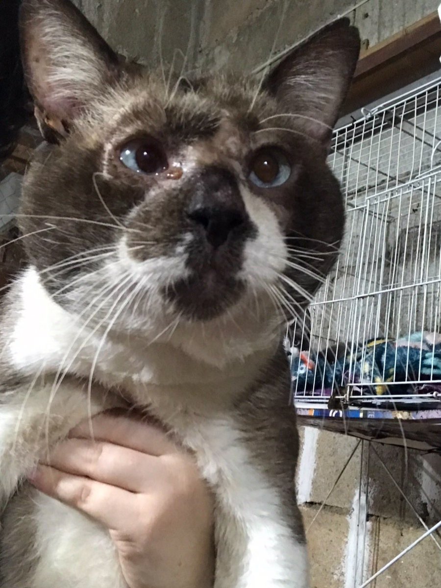 👉 Vamos falar sobre o Gabriel Neves, gatinho que está no abrigo desde 2022?

Amigos, como a repercussão do Tubarão foi muito positiva, queria trazer aqui a história de um gatinho que está aqui há anos. 

Eu não tenho registros da vinda dele, então não sei ao certo qual mês ele