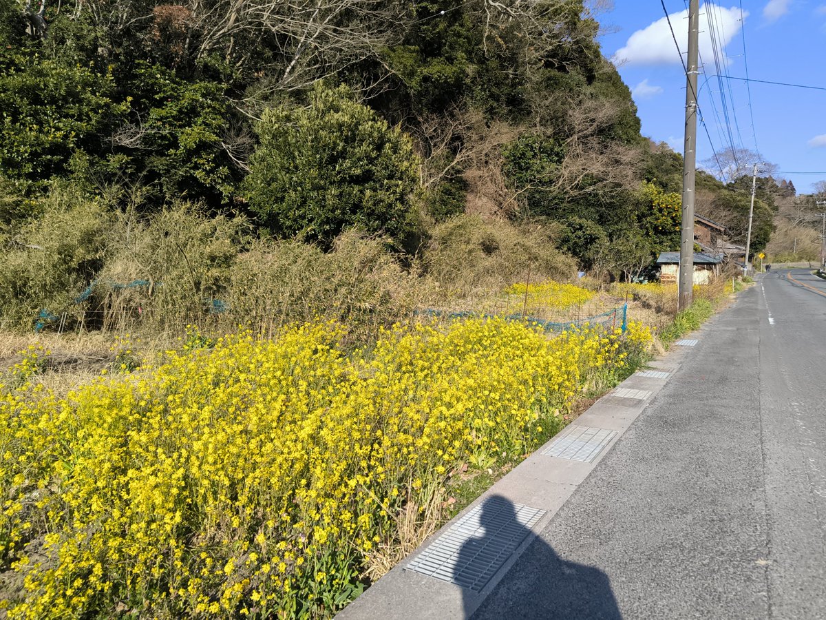 保田駅から、鋸南の早咲き桜
密度はあまり高くはなさそうですが、のんびりした風景のなかで静かに眺められます

ダムまで行くには車が便利そうですが、高速インターと道の駅周辺の渋滞が酷いです
