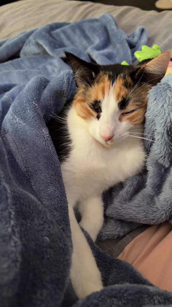 ohberry007's tweet photo. @LoLUKN My feisty little Lulu girl 🧡 https://t.co/ezF8DsHAyf