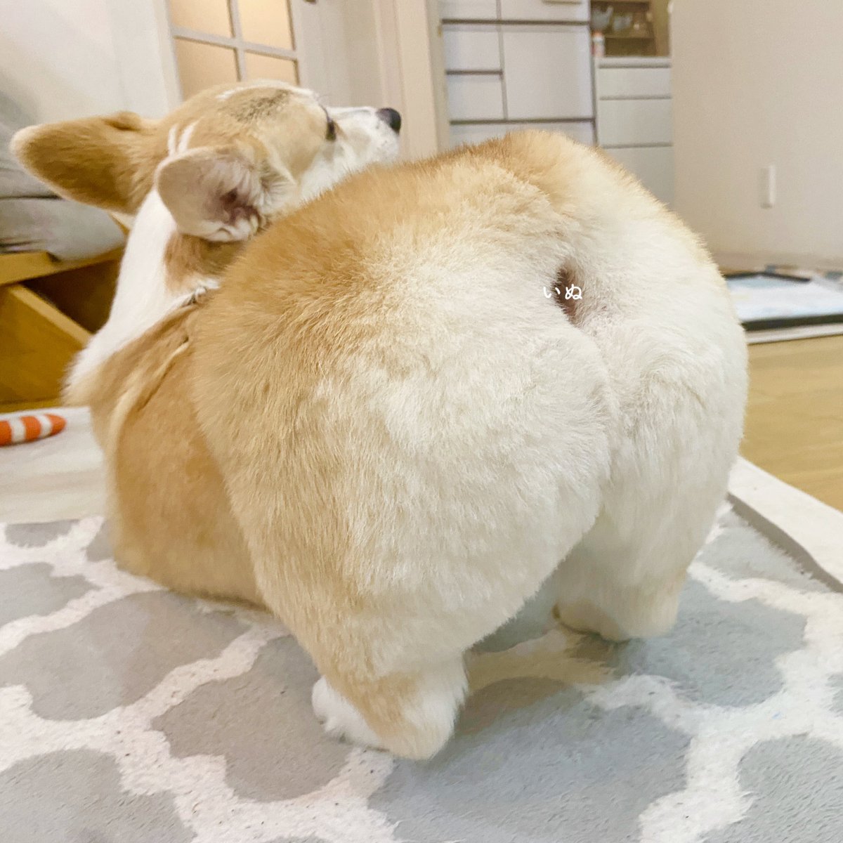 切りたてのしりだ！受け取ってくれ！！