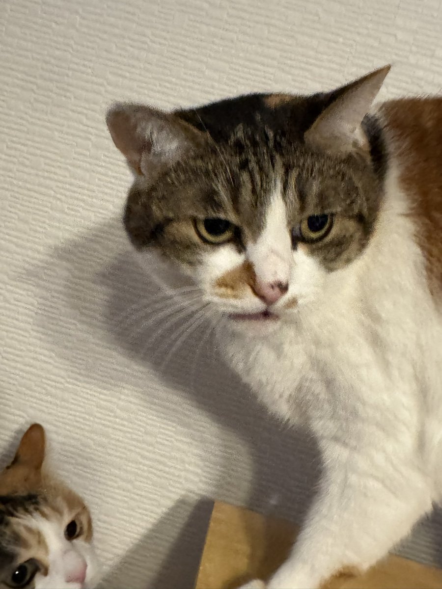 おはよう猫ども
やっぱ洗いたてはふわってなるよね
あとご飯後以外での毛繕いがなんとなく減るよね