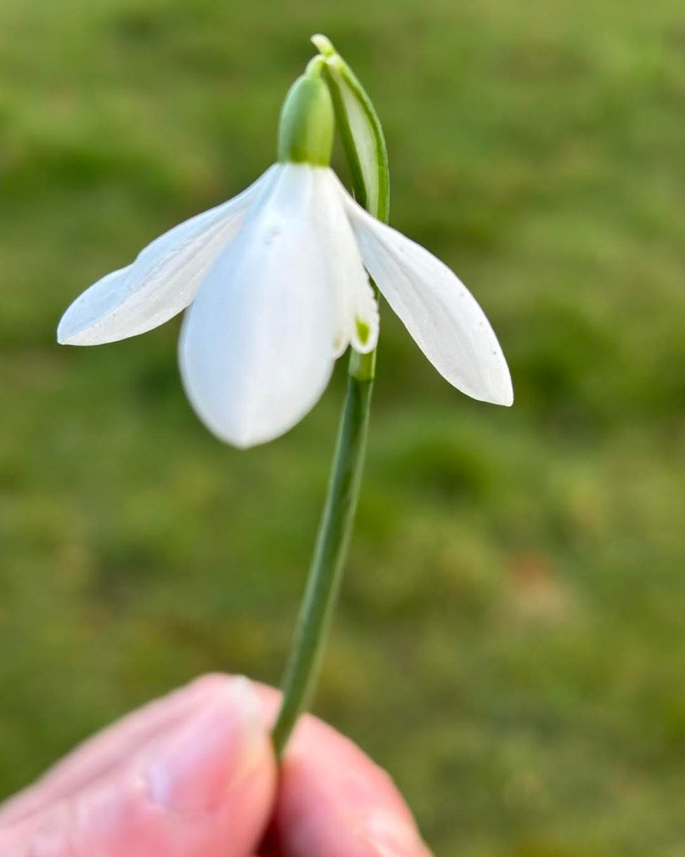 MtBriscoeOrganicFarm tweet media