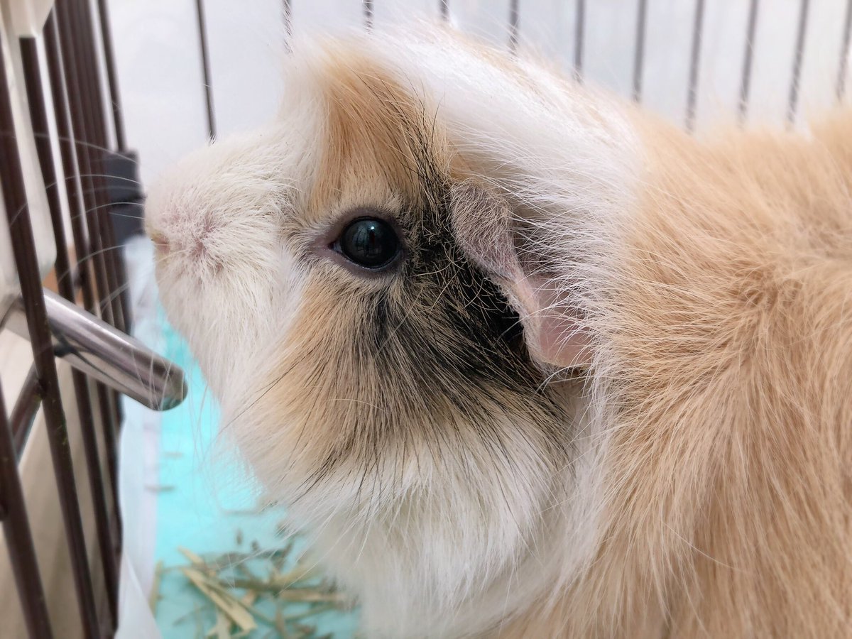 きぬごし tweet media