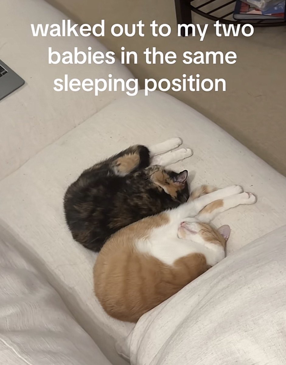 미스터게이베이비^ ̳. ̫ . ̳^ಣ tweet media