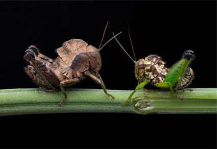 Zootaxa updates tweet media