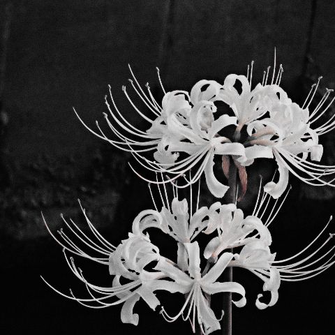 Black. (@blackdreamvibes) on Twitter photo 