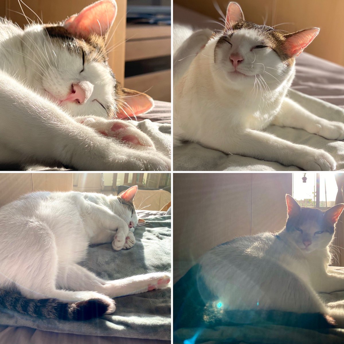 gift okinawa +╰ᘏᗢ (@okinawa365gift) / Posts / X