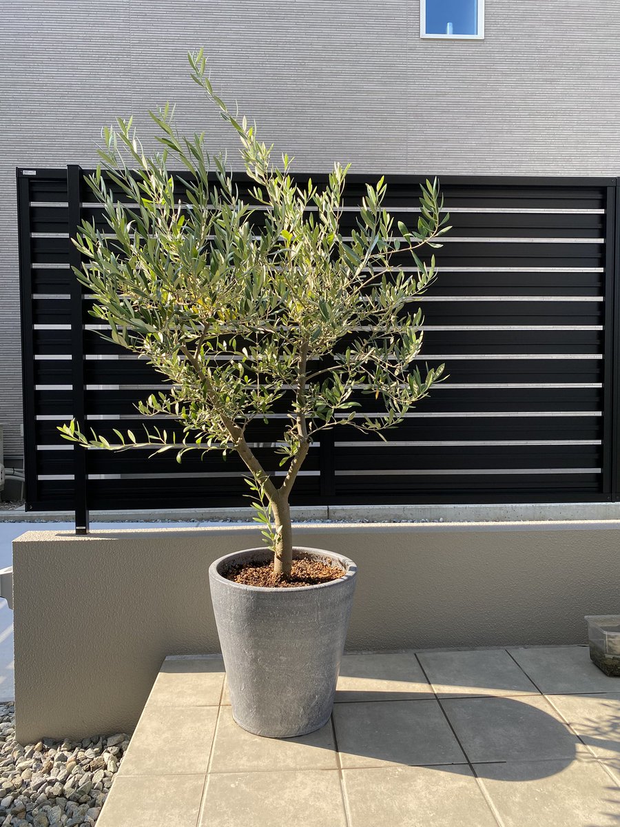 去年買ったオリーブ。幹が太くてかっこいいんだけど、剪定のされ方が