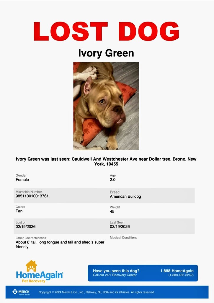 MeowMiya88's tweet image. 📢🇺🇸🗽🆘️🚨💔😿🐶Please RT to find Ivory Green #NYC #missingdog #lostdog #bronx #dogsoftwitter #DogsOfX @HAPetRescuer