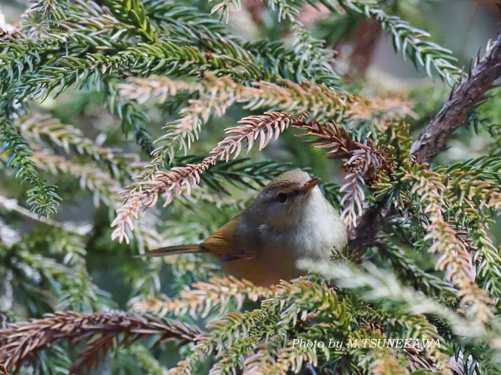 Makoto Tsunekawa tweet media