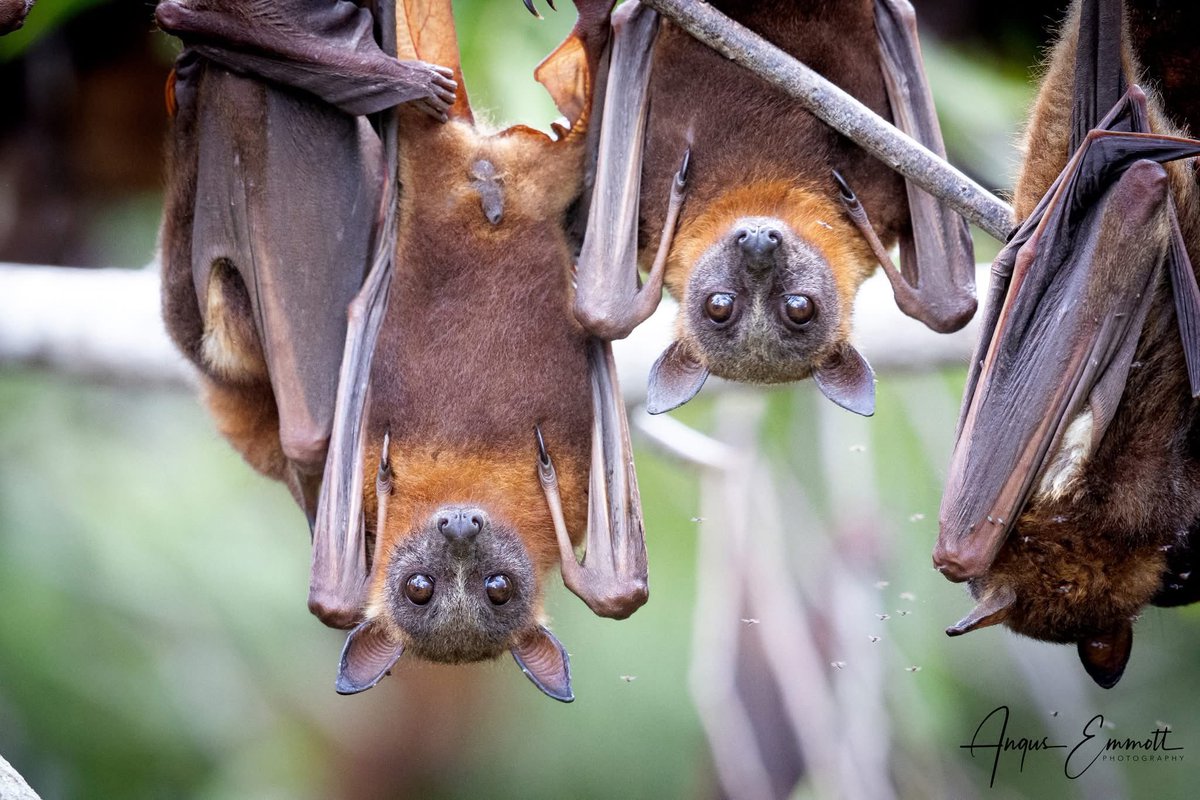 AusBats's tweet image. 🦇Some beautiful images of Little Red Flying-foxes in Herberton, Queensland by Angus Emmott!

You can follow Angus on Instagram @angusemmottphotography
#ausbats #bats #flyingfox