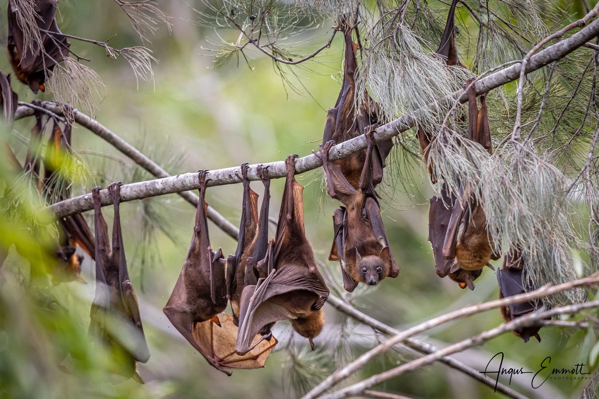 AusBats's tweet image. 🦇Some beautiful images of Little Red Flying-foxes in Herberton, Queensland by Angus Emmott!

You can follow Angus on Instagram @angusemmottphotography
#ausbats #bats #flyingfox