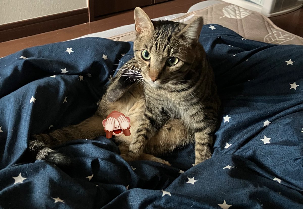 猫ちゃんを飼えたあかうんと@ぴぃすけ (@nyankotokurasi) / Posts / X