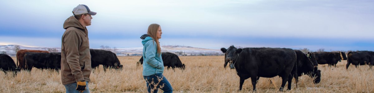 Progressive Cattle tweet media