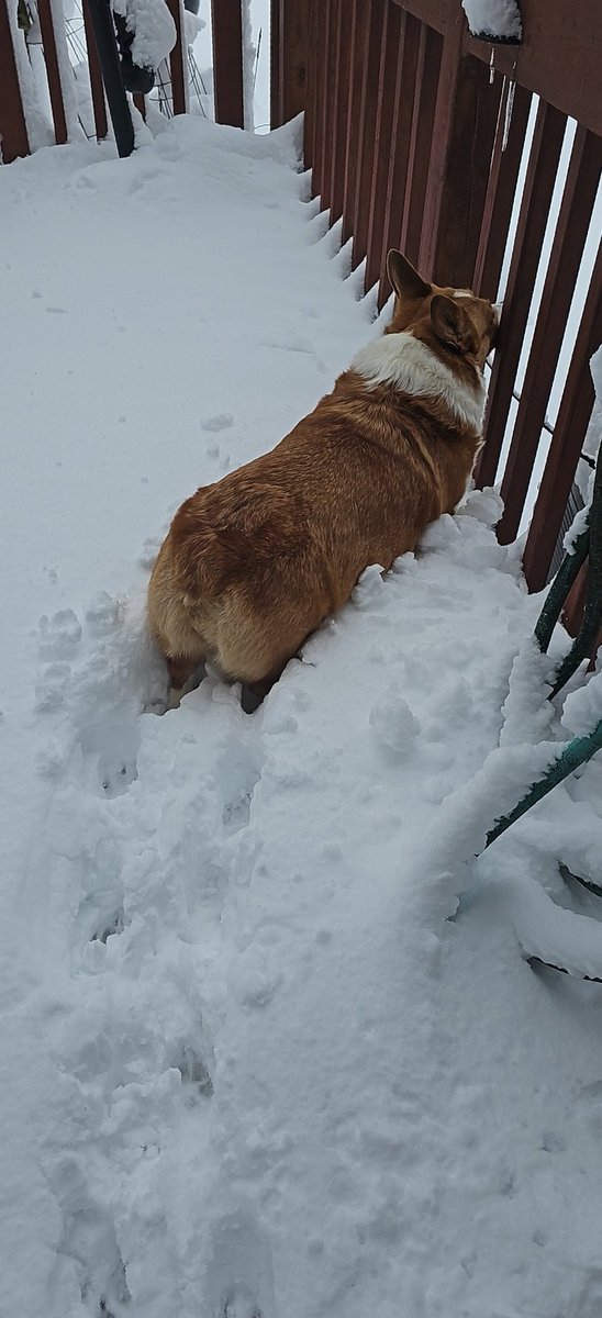 Trademax8's tweet photo. @DayTraderWayne we use corgi plow https://t.co/7tCMa7b9u5