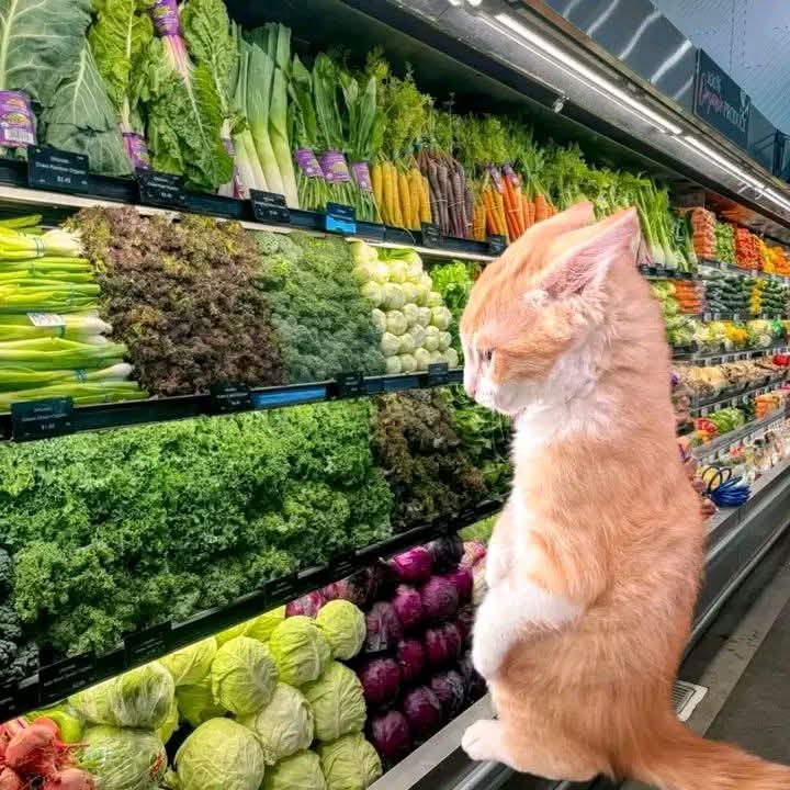 Yo eligiendo las verduras más bonitas para que se echen a perder en mi refri: