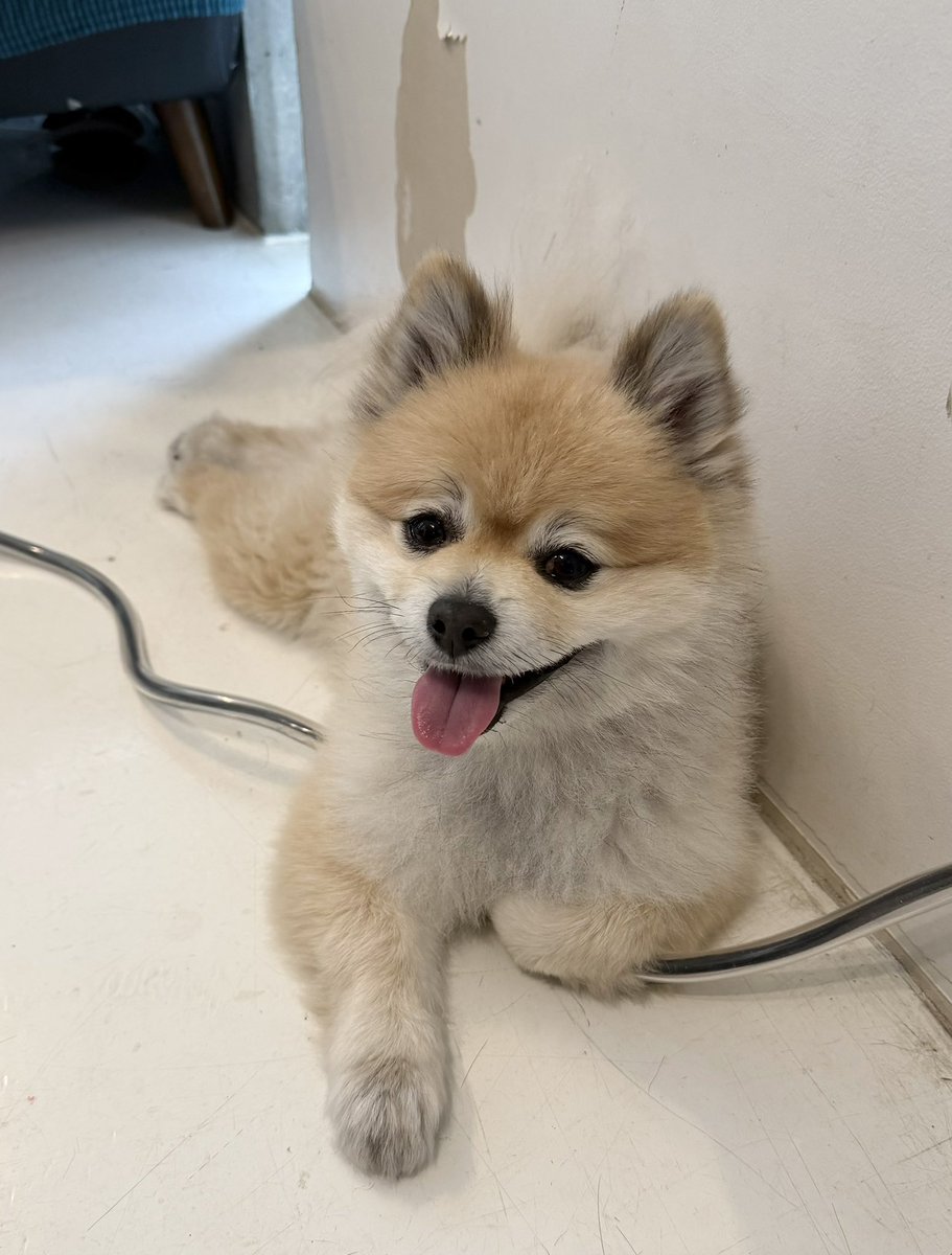 デカポメ🐶⛩️ポルくん🗼 (@AccessoryshopF) / Posts / X