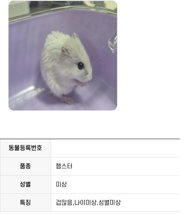 kikika_mommy's tweet photo. 겁이 많다잖아.. 다같이 아기햄스 안아.. https://t.co/r71Taz2B3a