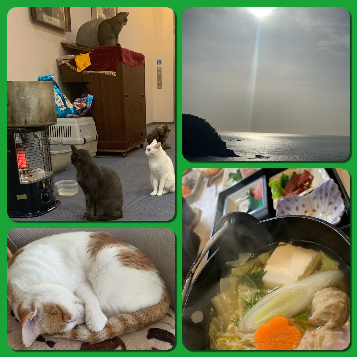 k5VoAXPy8n9144's tweet image. 全然稼働できてませんが日頃の疲れを癒しに旅行へ💨

宿泊場所でも癒しをということで猫がたくさんいるホテルを予約🐈🐈‍⬛
猫と戯れ露天風呂も貸切り状態でのんびり過ごすことができました😊

それでは今日も1日頑張りましょう✨