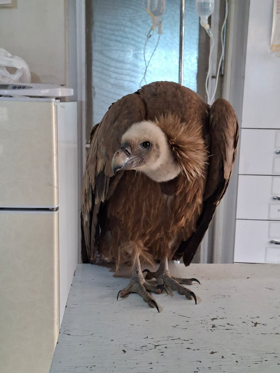 Kabul Small Animal Rescue tweet media