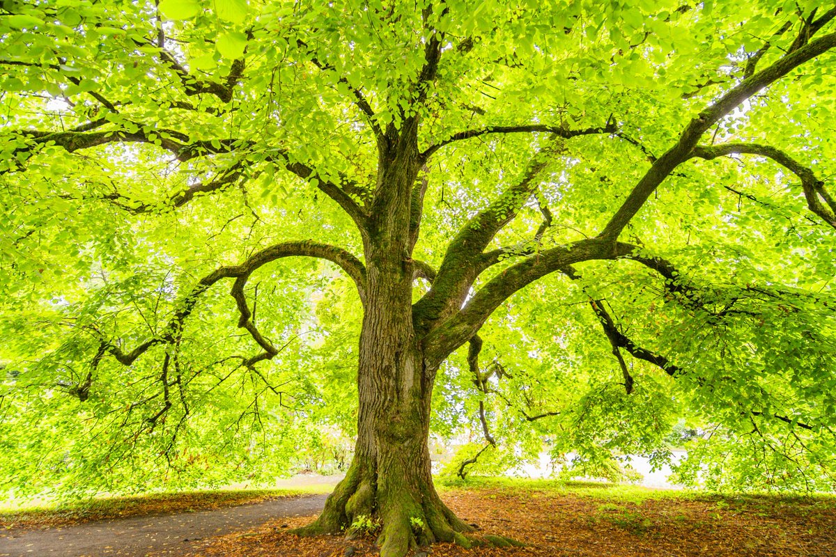 ThePlantTheory's tweet image. Tree in a sunny Forest 
#Nature 
#Forest 
#Greentree