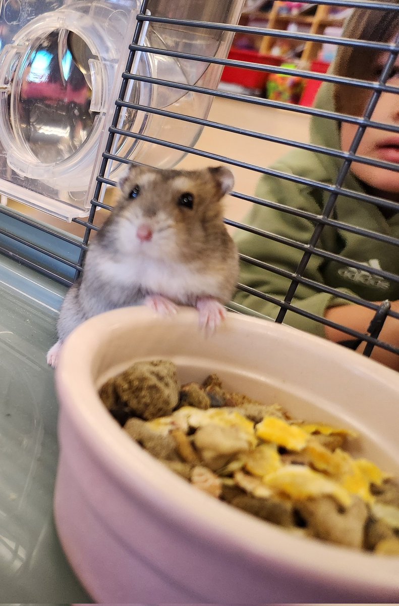 littleknights1's tweet photo. Meet Heidi 2.0! Thank you Petsmart for awarding our class a Pets in the Classroom sustaining grant. Heidi is a Winter White Dwarf hamster. We look forward to caring for her in our classroom! @NISDMireles @PetSmart @PetsinClassroom @NISDElemScience @NISDTeachLearn @NISD_ECE https://t.co/nrtVAxqW4n