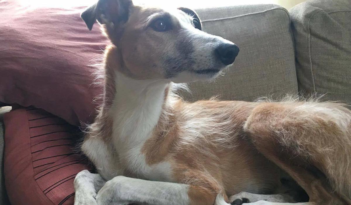 I remember when some Arab ran her and the dog over in the street and i saw nothing but Arabs cheering it for weeks, and then they constantly vandalized her grave for years after.

Now, they want me to feel sorry for them in Gaza?

No, i'm not doing that.