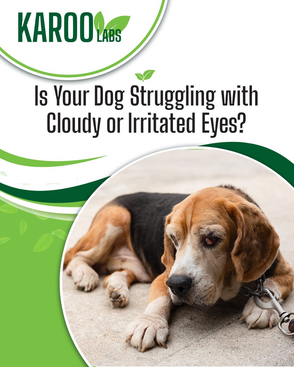 KarooLabs's tweet image. Did you know exposure to sunlight and outdoor elements can affect your dog’s eyes? 

Our Visual Blend Supplement for Dogs is a gentle, natural way to support healthy eye function every day. 

karoolabs.com/product/visual…

#VisualBlendForDogs #EyeProblem #NaturalDogSupplements