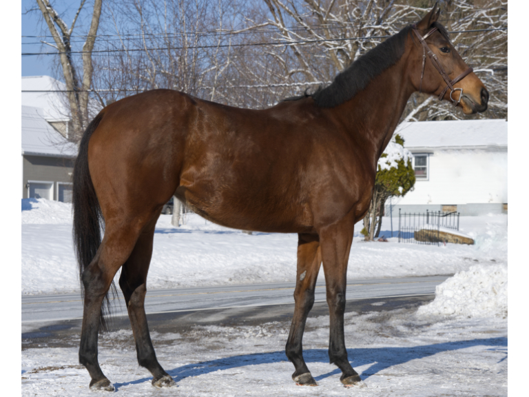 NewVocations's tweet photo. Talk about a head turner! 😍

🤍2019 Thoroughbred Mare
🤍Location: Gansevoort, NY
🤍2026 RRP Eligible
🤍16.1 h
🤍FMI: https://t.co/D45cIB83vd

CONDIMENT GIRL is a tall, striking mare with a natural presence who turns heads wherever she goes. This well put together girl thrives on attention, turnout, and having a job--the ultimate trifecta in our book! She boasts an athletic, sporty build and moves with effortless balance under saddle, even in the confines of our smaller indoor arena. "Ketchup" is a social butterfly in the pasture, getting along beautifully with her mare herd and is always happy to go with the flow. A true pleasure to have in the barn, she's ready to shine in her next adventure. Ketchup is easy and straightforward under saddle. She is always well behaved! Ketchup would do best in a mid-level second career. We can see her making a nice 2'6" partner.

#ottb #exracehorse #retiredracehorse #adoptdontshop