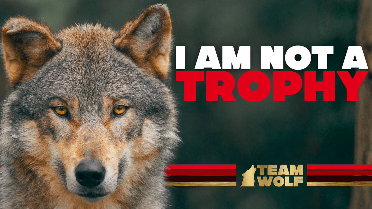 Team Wolf tweet media