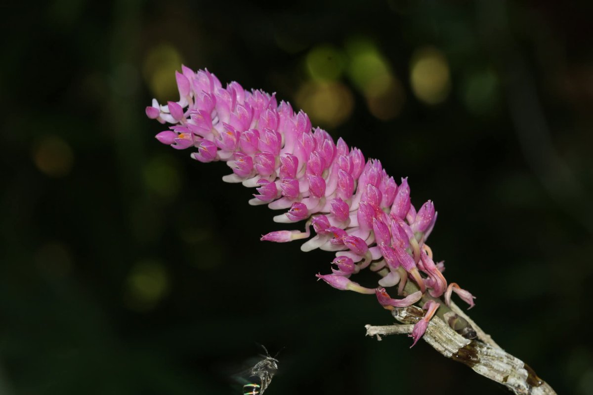 องค์การสวนพฤกษศาสตร์ tweet media