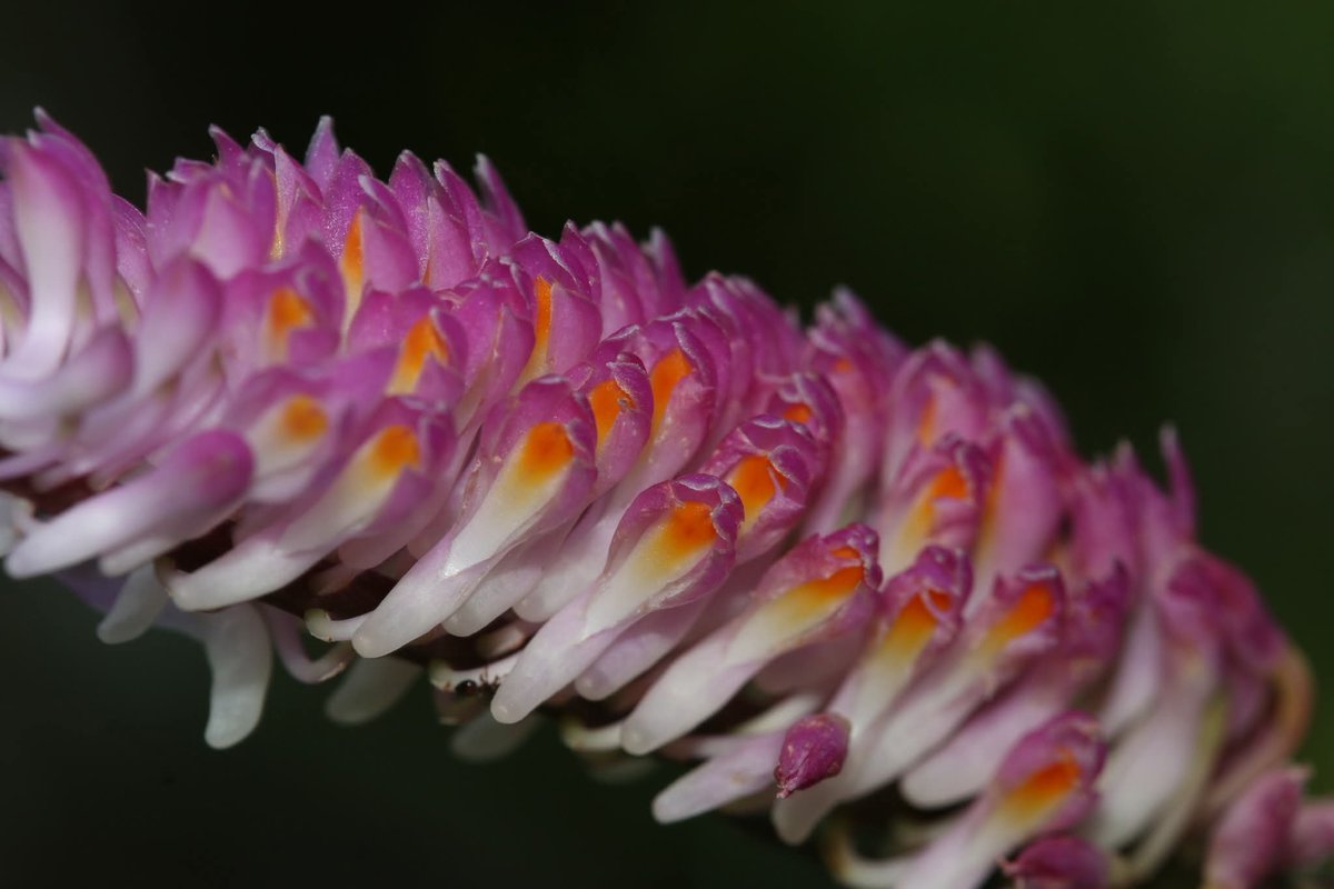 องค์การสวนพฤกษศาสตร์ tweet media