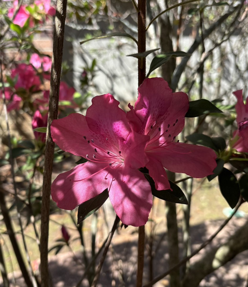 The Azaleas are blooming