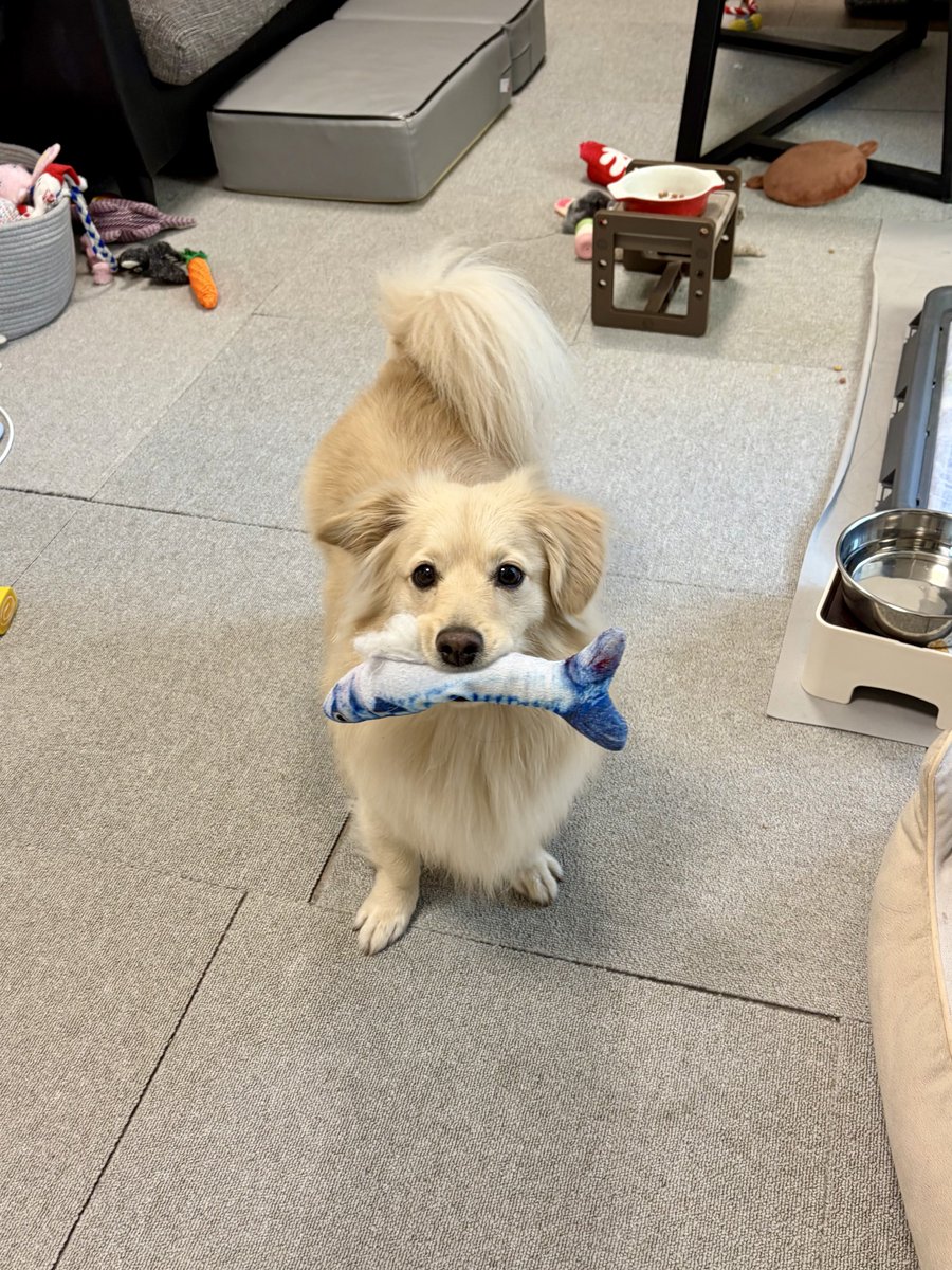 ポメックスのとろろくん (@monaka_0507) / Highlights / X