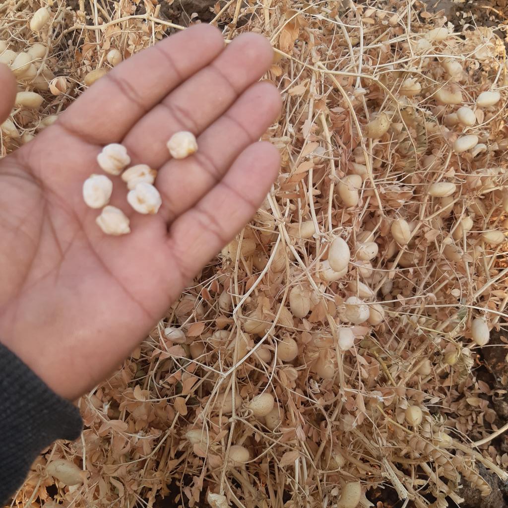 लो जी, आपके छोले तैयार हैं…
खाने वाले कम हैं,
और तारीफ़ करने वाले ज़्यादा! 😄