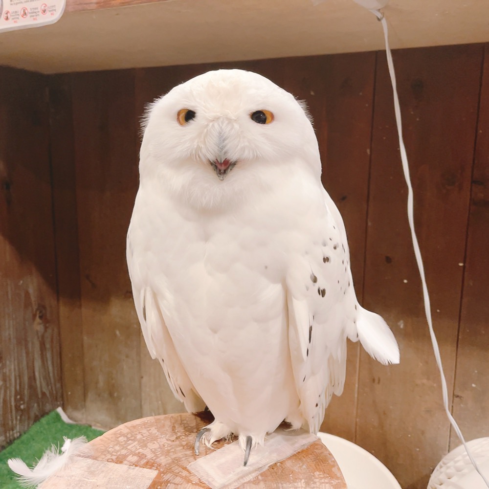原宿店】 トウル君のちょろ毛🦉🪶✨ #シロフクロウ #可愛い #もふもふ