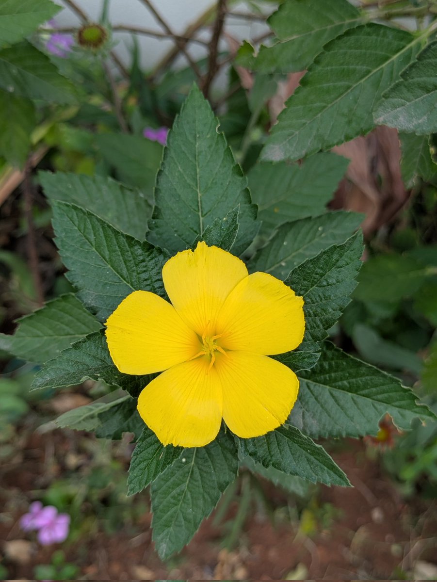 ✨💜

யாரைப் பற்றி நினைத்தால் 
மனதிற்கு இன்பமாக 
இருக்குமோ,
அவர்கள் எல்லாம் 
அழகானவர்கள்தான்.

~ஜெயகாந்தன்