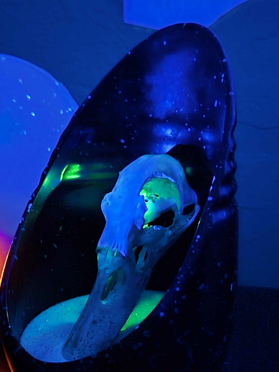 put my green duck skull in some sand on my nightstand