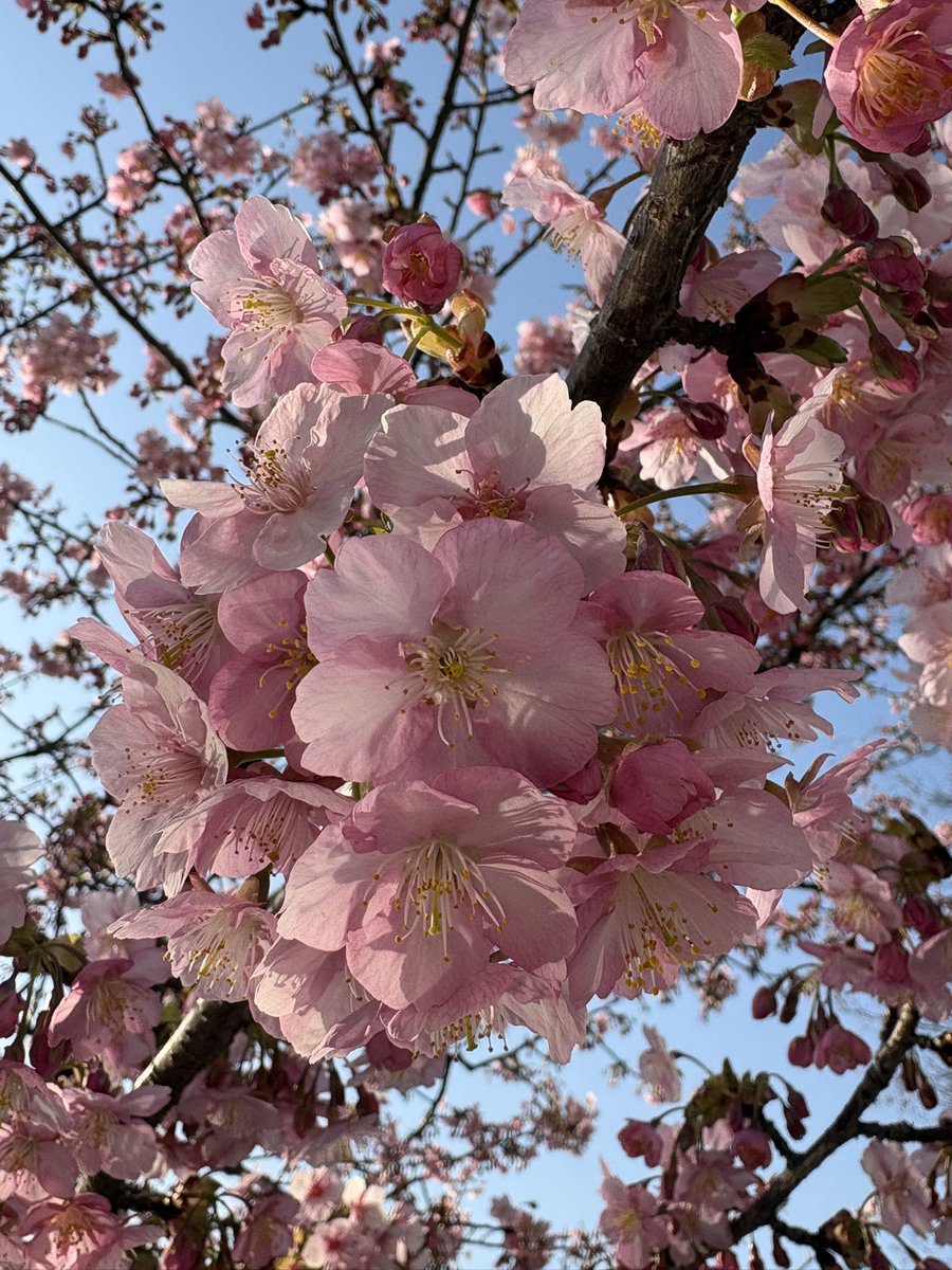 cKrLo8JRjJ62977's tweet image. 📷は‥上野公園で見てきた桜の花達🌸✨
（撮影日2026・2月23日）

大寒桜🌸と河津桜です🤗🌸
春ですねぇ〜(´∀｀*)
河津桜は満開でした♪

今朝も温かい♡や🔁有り難うございます
🙇‍♀️✨感謝です✨💕

午後からお仕事なので、♡お返事🐾夜になります🙏💕
