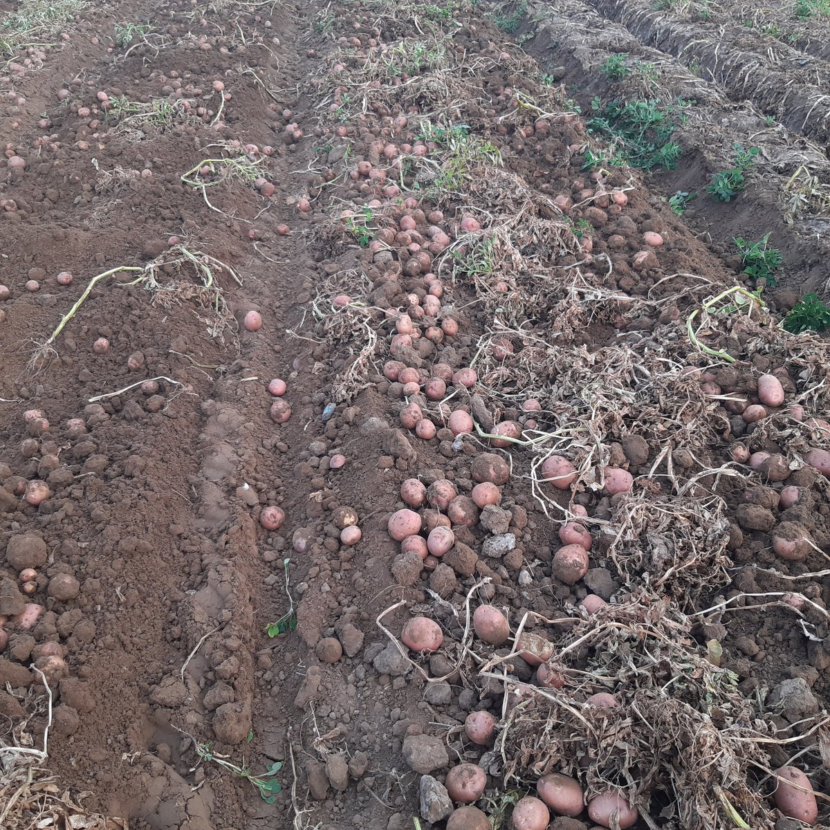 इस सीज़न में आलू का रेट पूछो तो व्यापारी ऐसे देखता है,
जैसे किसान आलू नहीं…
उसकी दुकान की कुर्सी बेचने आया हो।
मेहनत किसान की,
खर्च किसान का,
और भाव… बाजार की मर्जी का।
लगता है इस बार आलू नहीं,
किसान ही सस्ता हो गया है। 🥔
 #किसान #हकीकत