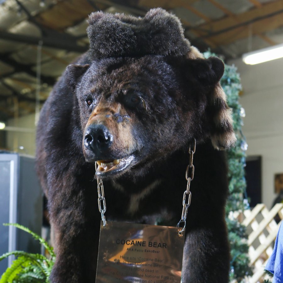 darknikko tweet media