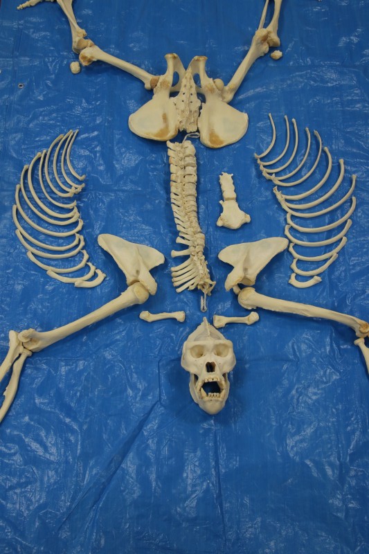 標本棚のラベル裏」を更新しました。 「044 ニシゴリラ（オス、全身