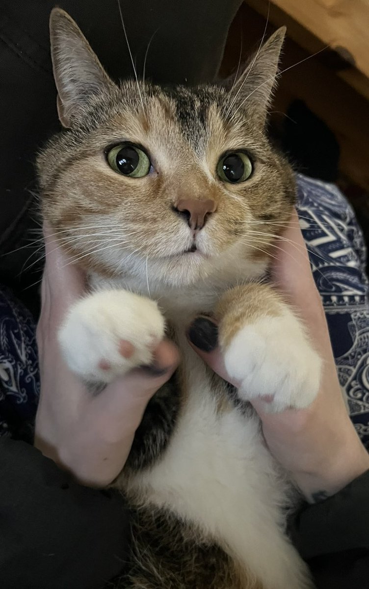 Molly World tweet media