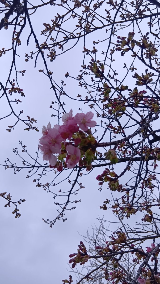 庭の河津桜が咲いてきた！