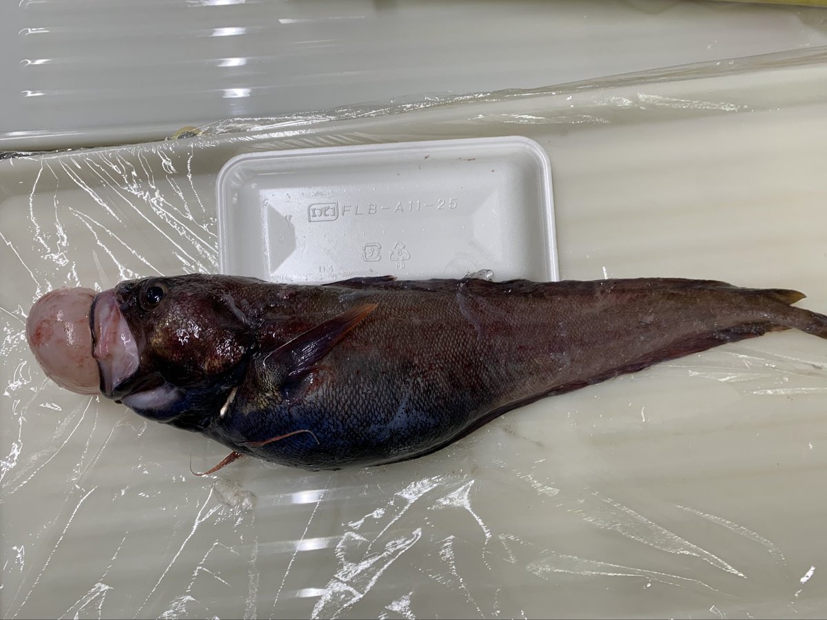 お魚の名前分かるかな❓🤣